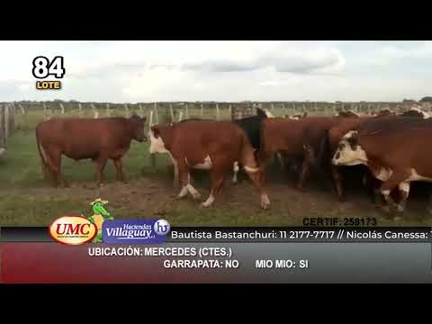 Lote 36 Novillos en Mercedes, Corrientes
