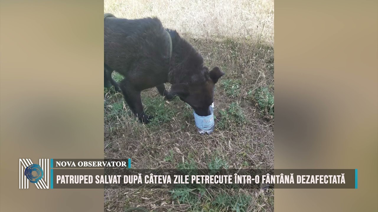 Patruped salvat după câteva zile petrecute într-o fântână dezafectată