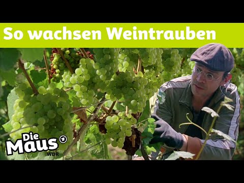 , title : 'Maus-Spezial: Weinbau | DieMaus | WDR'