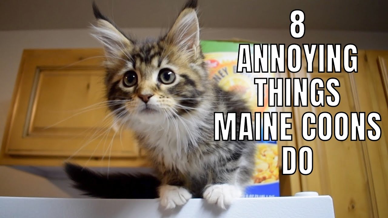 8 Annoying Things Maine Coons Do