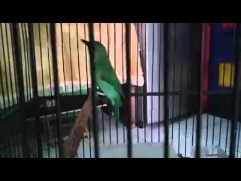 Suara burung cucak ijo gacor