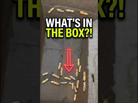 Termites Ate Everything Inside This Cardboard Box! 🐜📦