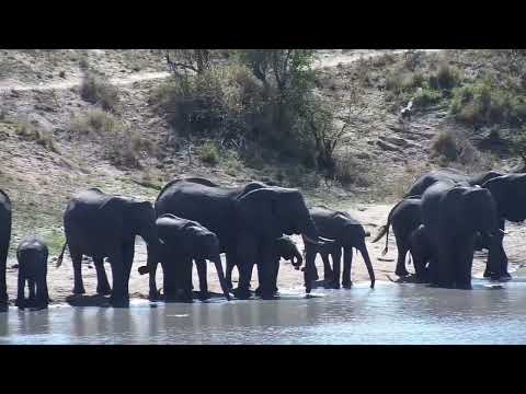 Djuma: Elephant herd has a quick drink at the dam - 09:02 - 10/03/2023