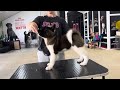 Akita Puppy Handling Training: Perfect Stack on the Table!
