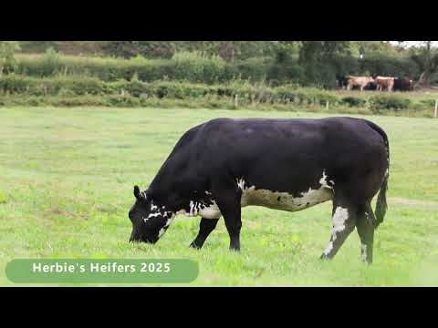 Herbie's Calved & In-Calf Heifer Sale - Image 2