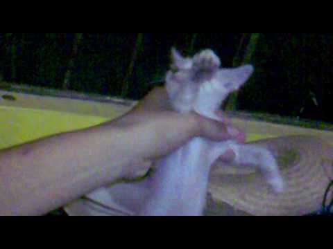 michi vs tayson la gran pelea