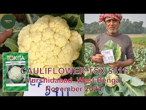Cauliflower TSX 5411 Murshidabad November 2024