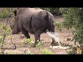 Exclusive A Day In The Life Of A Kruger Park Rhino Bull