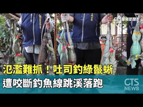 氾濫難抓！　吐司釣綠鬣蜥　遭咬斷釣魚線跳溪落跑