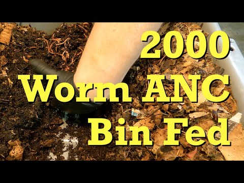 Worm bin with approx 2000 African nightcrawlers fed - vermicomposting