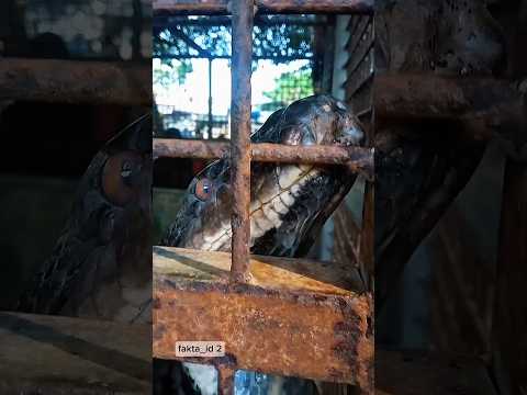 Penangkapan ular piton yang sering mangsa ternak warga #ularbesar #ularsawah #ularpiton #vidioviral