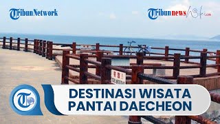 Keindahan Pantai Daecheon, Setiap bulan Juli Diadakan Festival Lumpur Boryeong