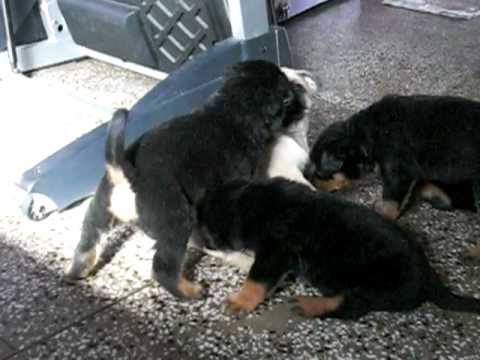 kataria's rott. and pug babies fight.......