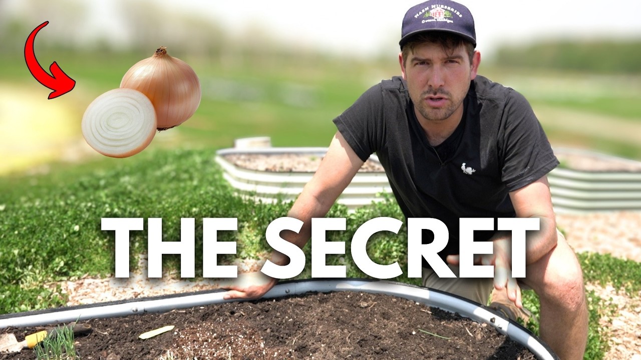 Grow The Best Biggest Onions EVER With These Easy No Fuss Tips!