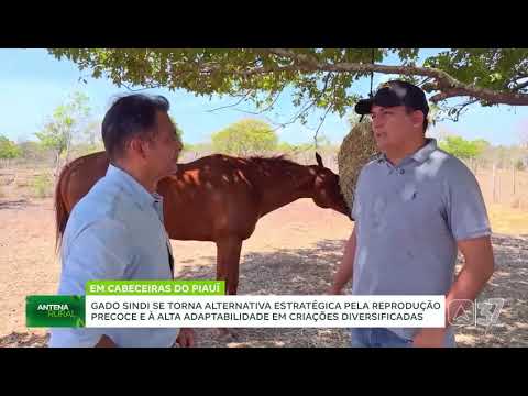 Matéria Antena Rural na Fazenda Mafra 
