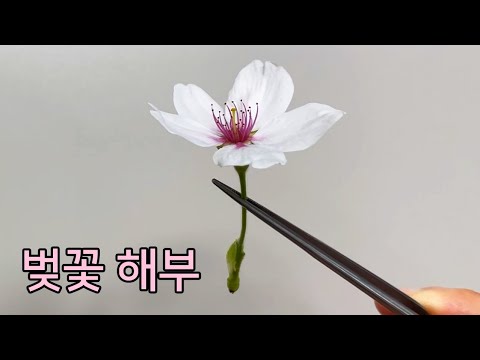 What is inside the flower? - Cherry blossom dissection