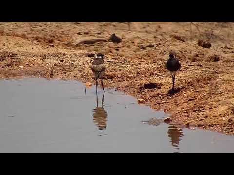 Djuma: Blacksmith Lapwing chicks - 11:30 - 11/07/19