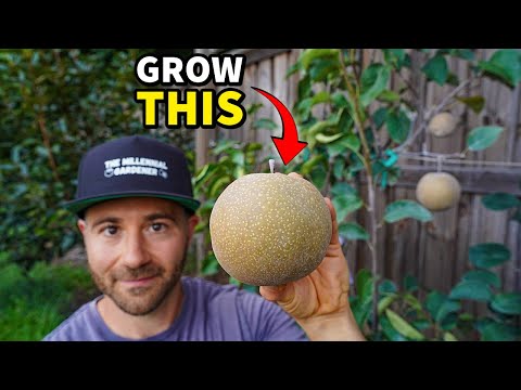 Asian Pears: The Ultimate RARE Fruit You Must Try Growing!