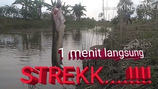 preview picture of video '1 MENIT langsung strekk..!!! (casting ikam gabus/haruan)'