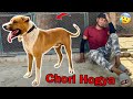 Hamra Heavy Bully Dog Badshah Chori Hogya😰