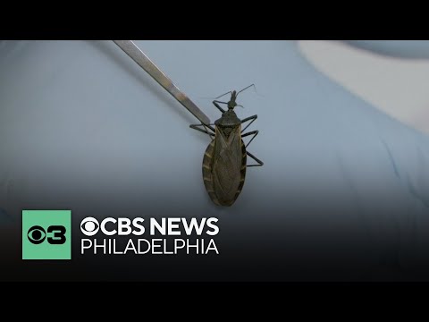 Here’s what to know as "kissing bug,” Chagas disease spreads in the U.S.