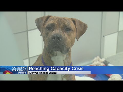 More People Surrendering Pets As Denver Animal Shelter Reaches Capacity Crisis