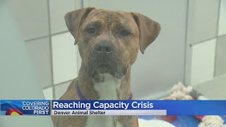 More People Surrendering Pets As Denver Animal Shelter Reaches Capacity Crisis