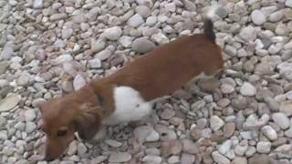 preview picture of video 'Fritzel Schnitzel Dachshunds Liesel'