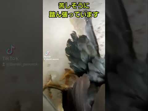 4つの簡単なステップで冬に鶏に卵を産ませるにはどうすればよいですか?  庭園