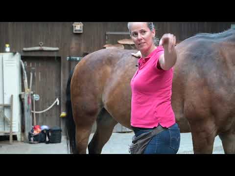 Bauch- und Rückenblockaden bei Pferden – aufgezogenen Pferdebauch erkennen und entspannen