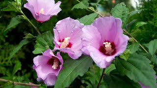 Rose of Sharon benefits