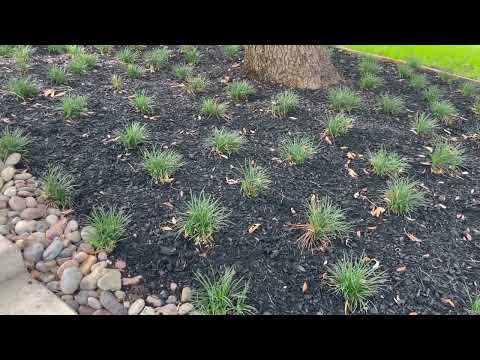 Best Plants - Ground Cover - Mondo Grass