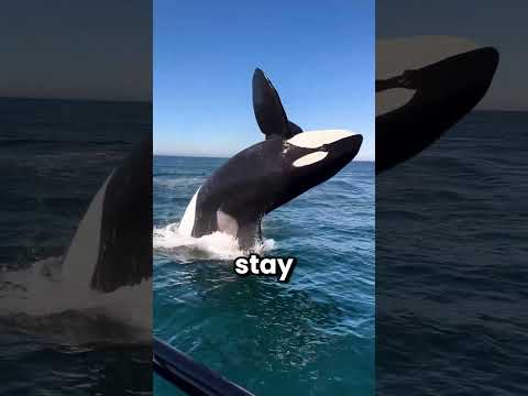 Why Do Orcas Need Ice?