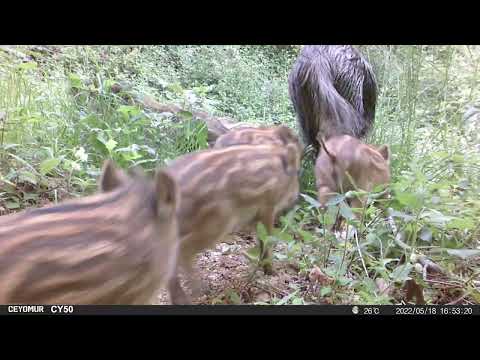 Scène de vie dans la forêt du Battut (Vidéo de Sandrine BAUDY) - 18/05/2022