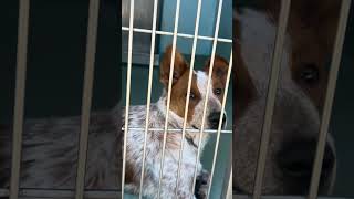 Video preview image #1 Texas Heeler Puppy For Sale in Pasadena, CA, USA