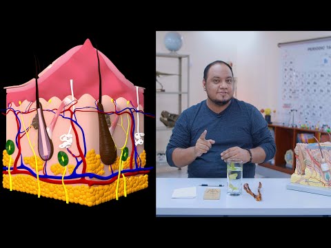 Órgano del Sentido del Tacto: La Piel