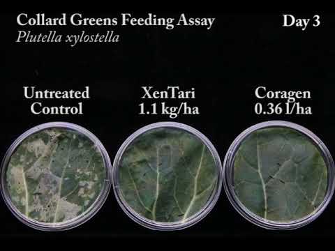 XenTari® sichert einen effizienten und schnellen Fraßstopp der Kohlschabe