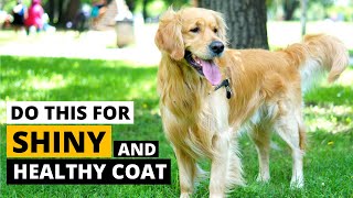 Golden Retriever Coat Care : Keep the Coat Healthy and Shiny