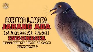 Download lagu Suara Burung Puter Geni / Puter Lumut / Dederuk Jawa Gacor BURUNG LANGKA Jarang Ditemukan Alam ‼️ mp3