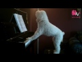 Animals With Musical Talents Compilation