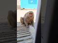 Angry Monkey Dangerous Monkey Funny Voice Shorts
