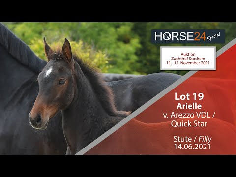 Horse24 Special - Auktion Zuchthof Stockem: Lot 19 Arielle Stute v. Arezzo VDL  -  Quick Star