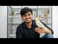 Best Bird For Beginners Why Cockatiel Is The Perfect First Pet Hindi