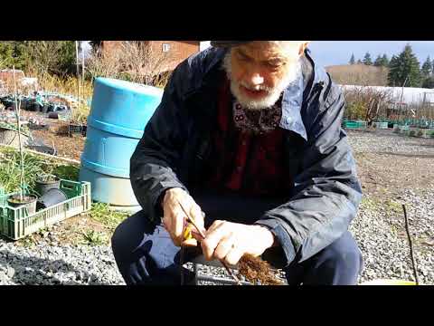 Grafting apple trees with Michael Dolan