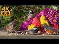 Cat TV for Cats to Watch 😺❤️💐 Carnations, mother birds, chipmunks, and squirrels 🐿 8 Hours(4K HDR)