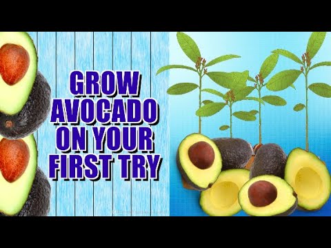 HOW TO GROW AVOCADO TREE FROM SEED. Video