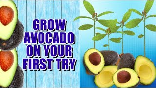 HOW TO GROW AVOCADO TREE FROM SEED.