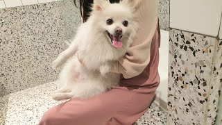 호텔을 처음 가봤는데 너무 좋아하는 강아지 ㅣ 서울 애견동반 호텔 호캉스