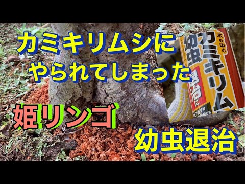 園芸 Maceron、大きなマケドニアパセリ