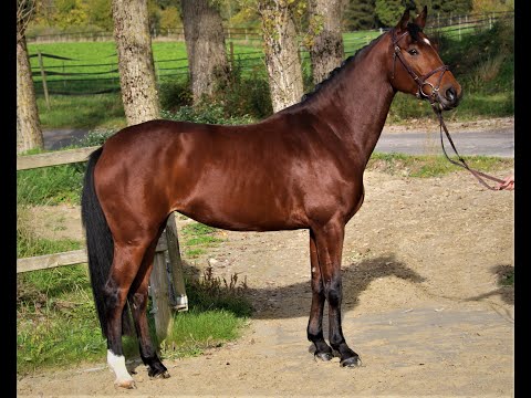 Lajana von Worrenberg, Karajan x Caretino, Stute, Holst, 162 cm, geb. 2018 - Stamm 162 !